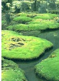 andes