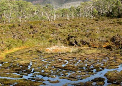 sphagnum peatland at cradle lake