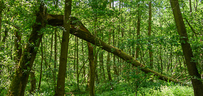 Wet alter forest in Spreewald area