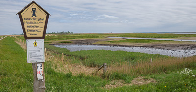 Rewetted peatland in the Karrendorfer meadows, Greifswald